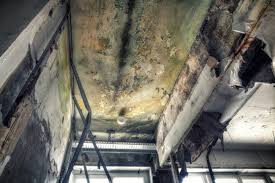 Best Industrial Mold Remediation  in Blue Hills, CT